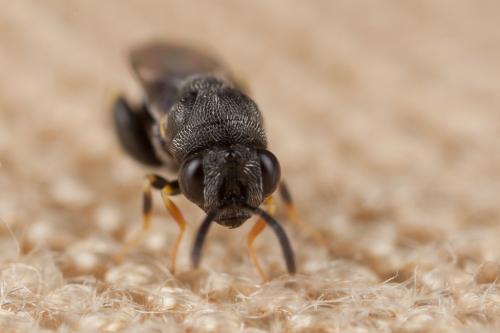 Brachymeria sp.